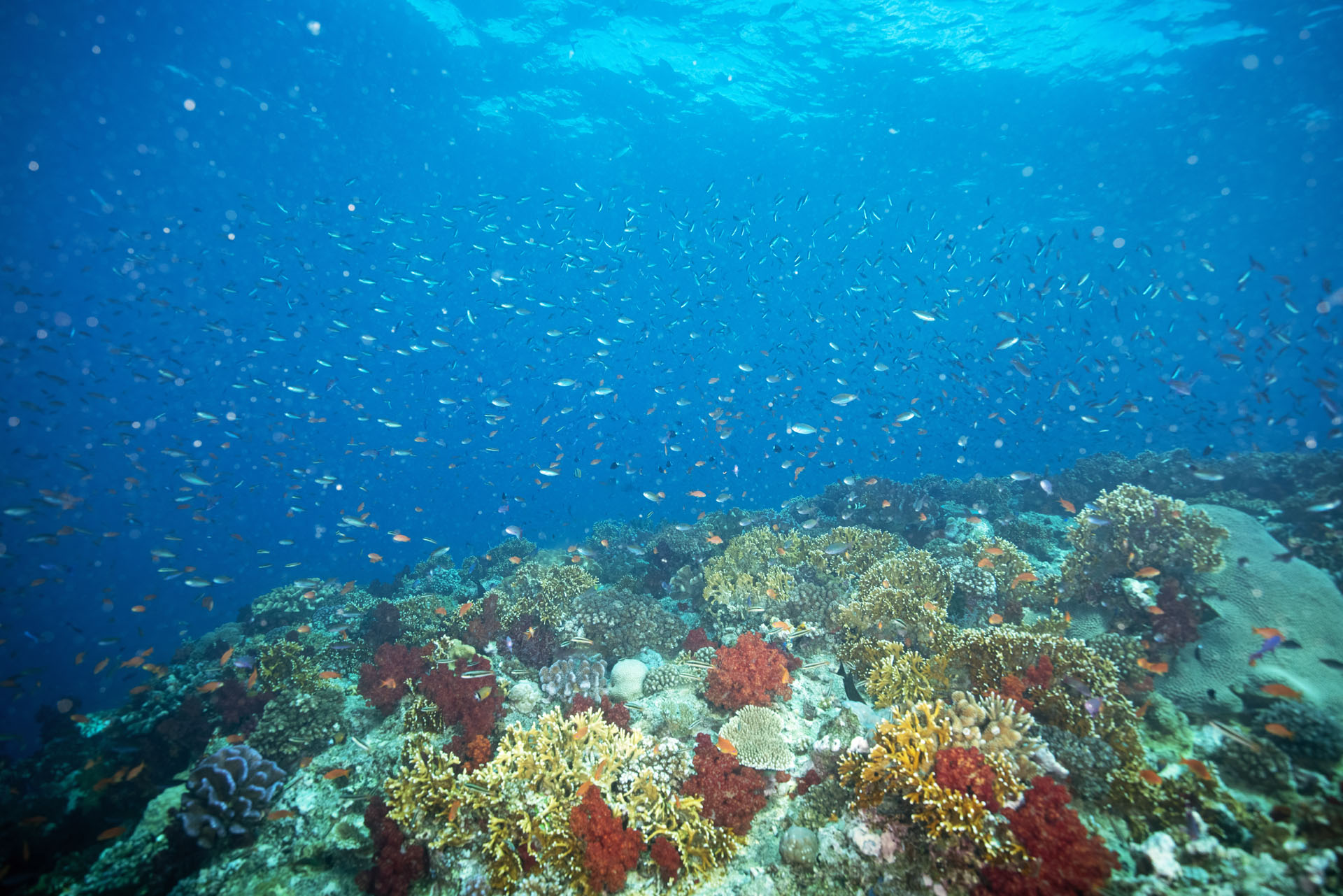 Reef with large schools of fish (Apr 30, 2024)
