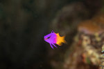 Fairy Basslet
