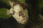 Painted Frogfish