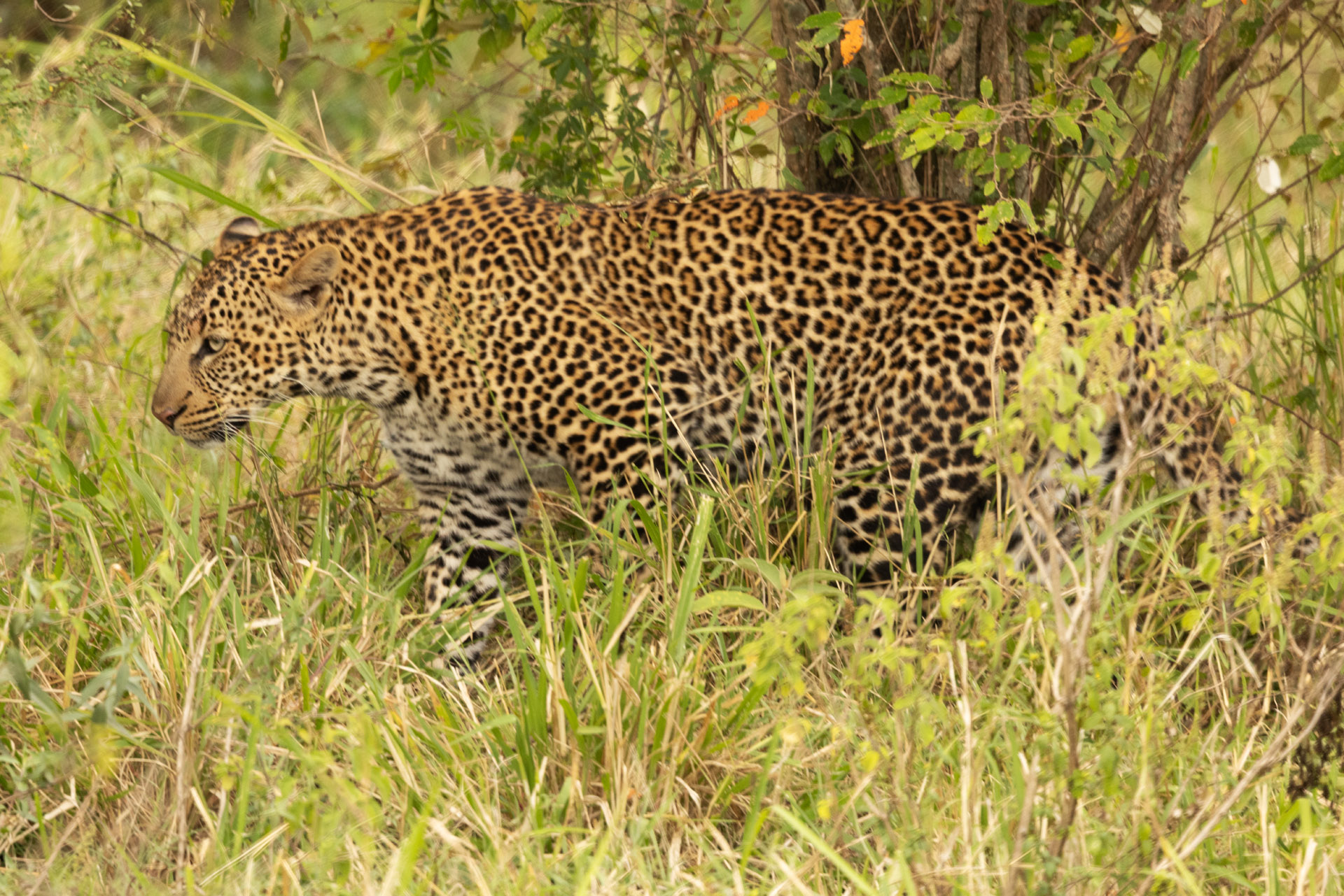 Leopard in Grass (Sep 30, 2025)