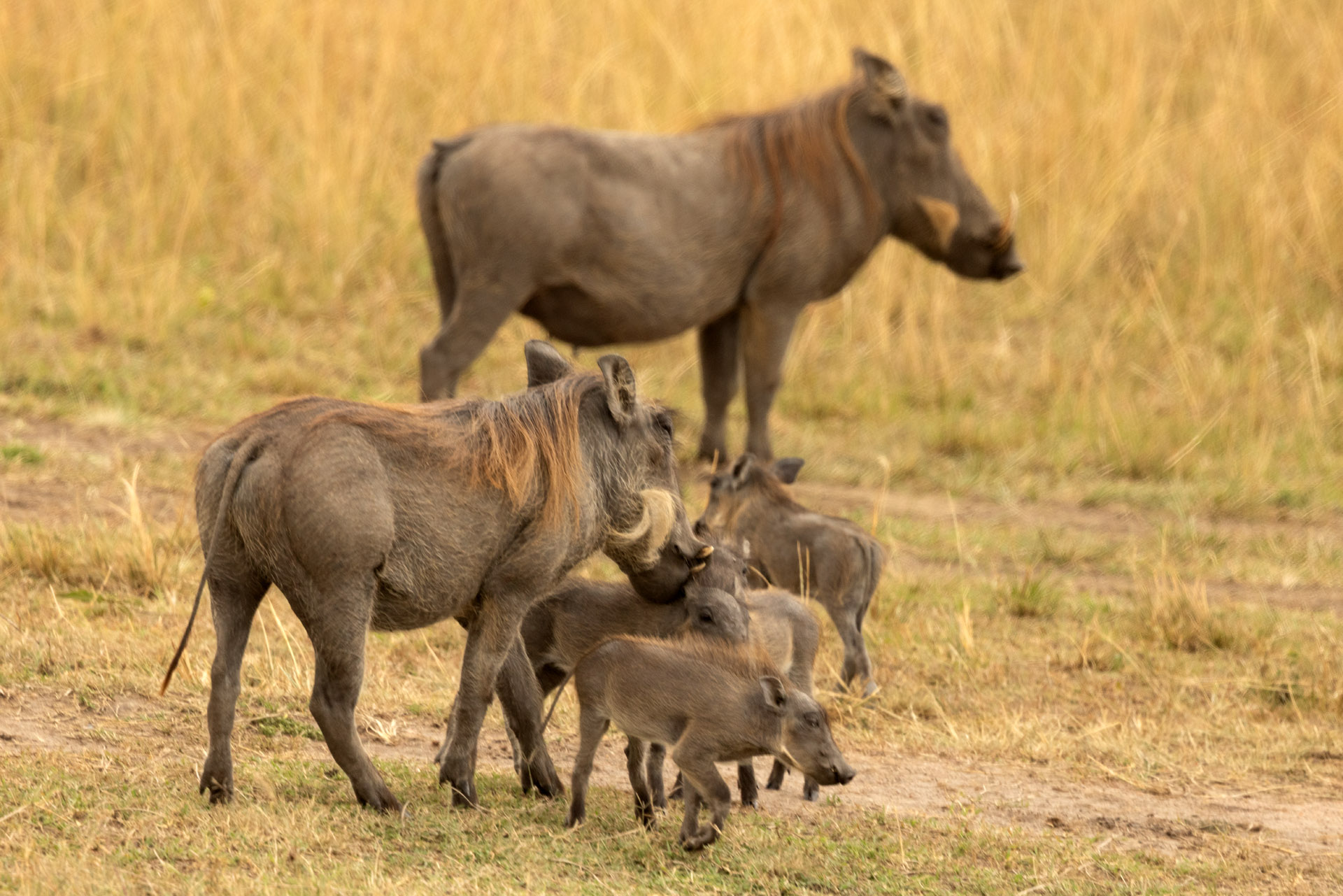 Warthog Family (Sep 30, 2025)