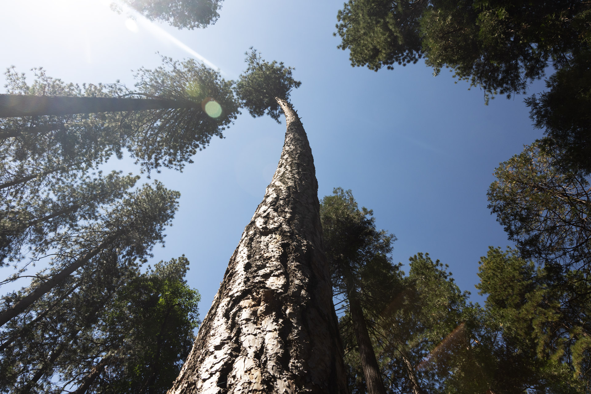 Tall Sequoia (Jul 19, 2025)
