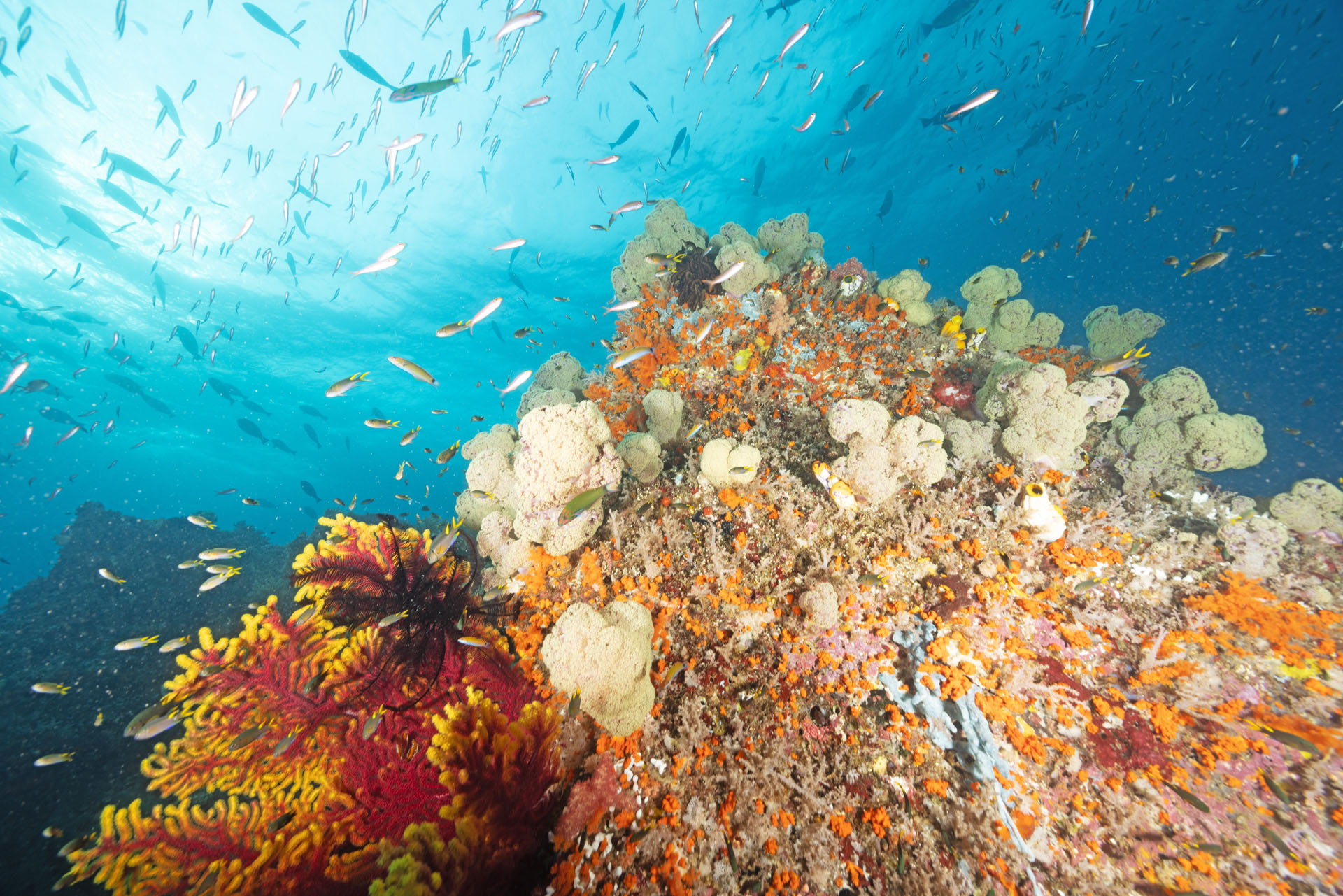 Another reef full of fish (Jan 22, 2026)