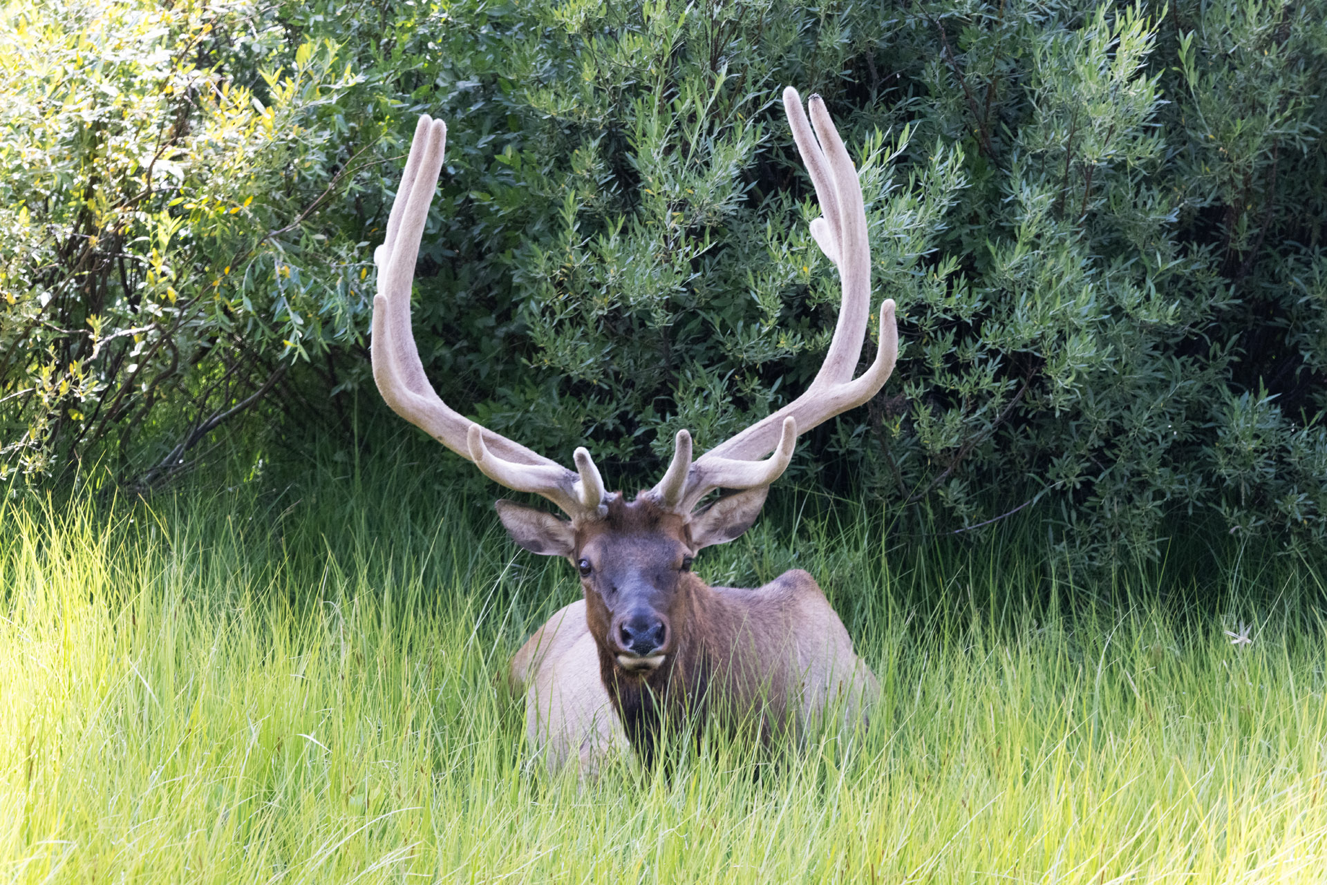 Elk (Jul 27, 2025)
