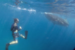 Swimming with Whale Sharks
