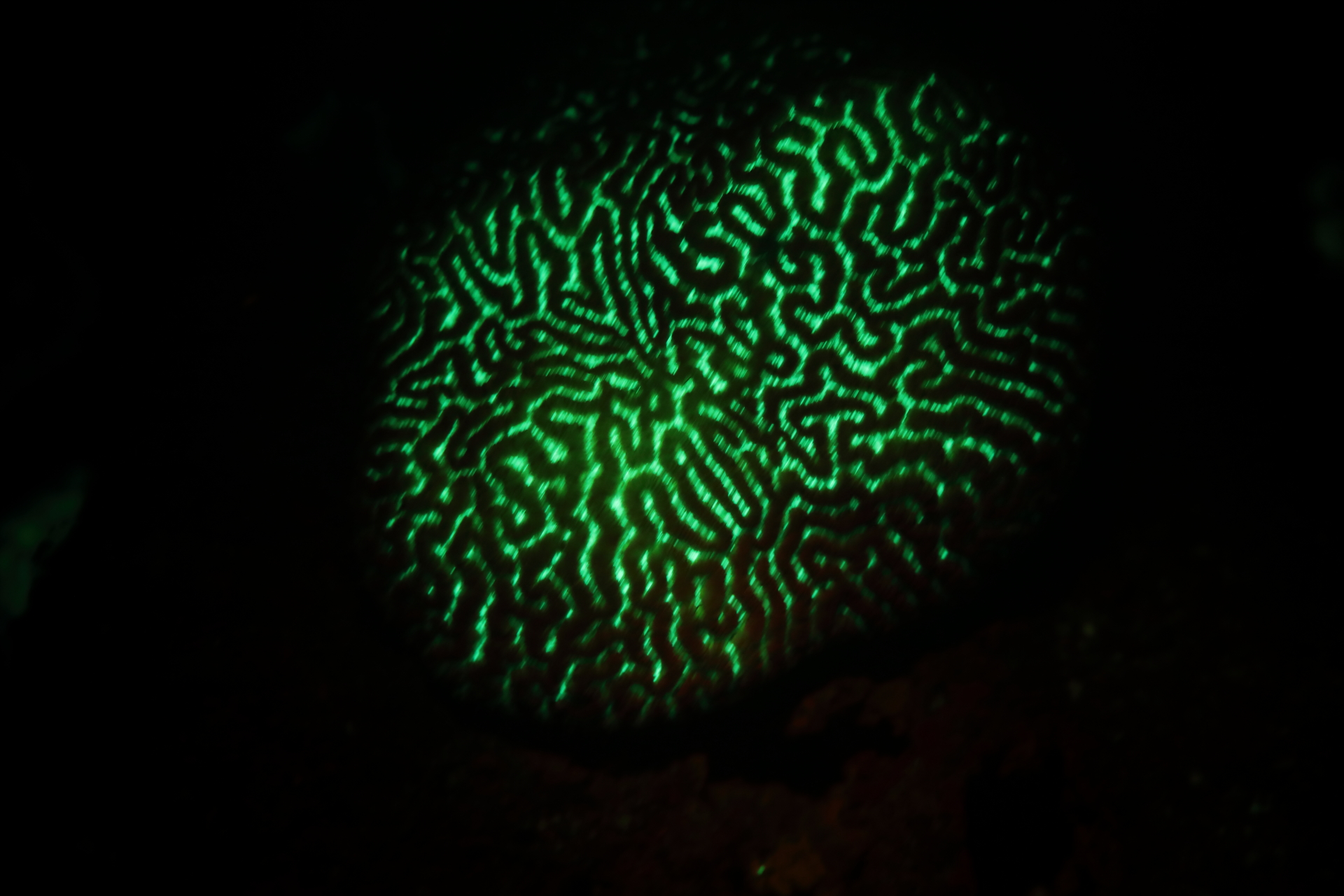 Bioflourescent Photography (Dec 26, 2021)