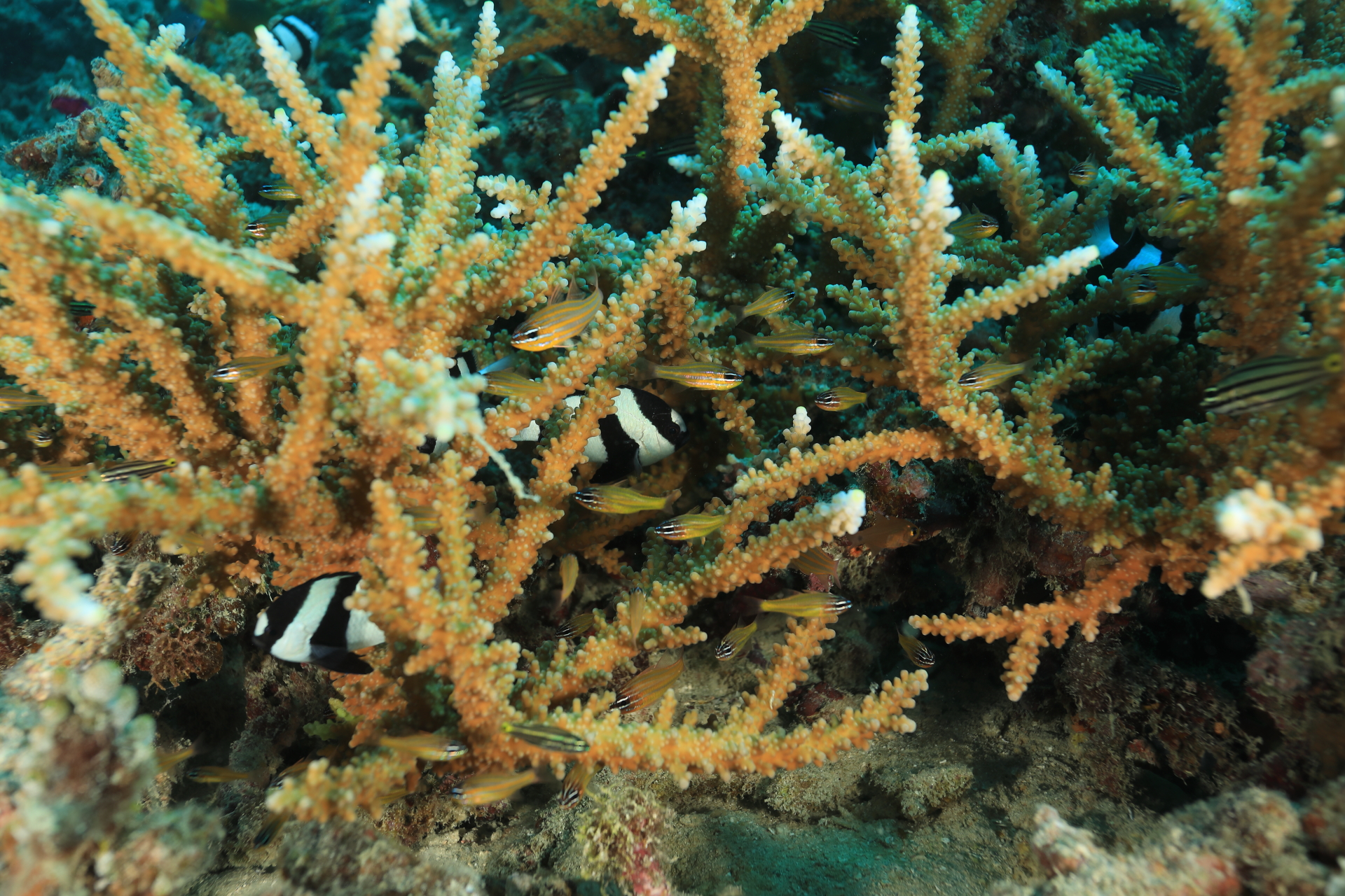 Reef Life (Dec 25, 2021)