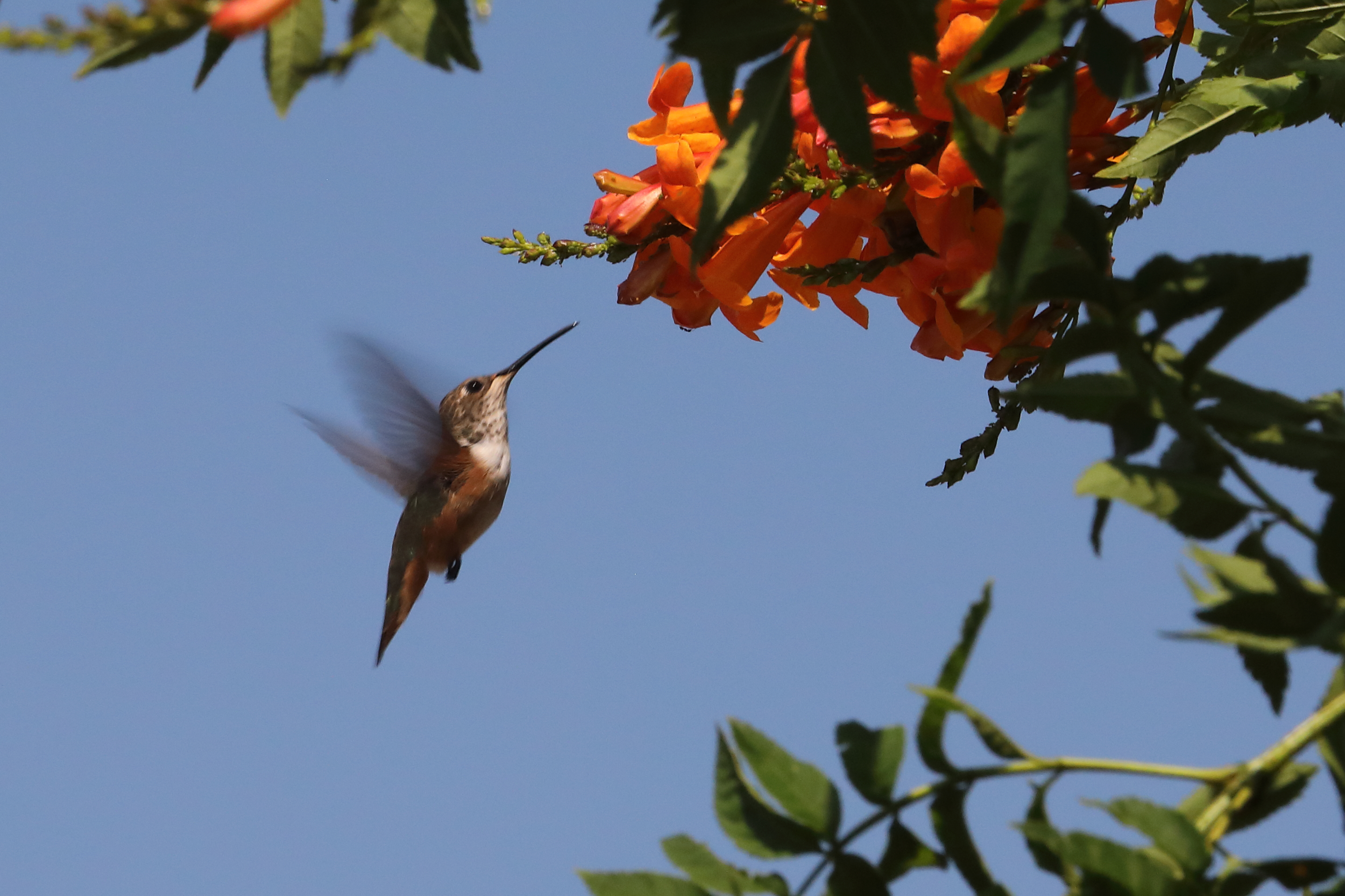 Hummingbird (Aug 16, 2020)