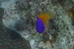 Fairy Basslet