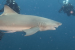 Lemon Shark
