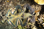 Giant Clam