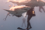 Lemon Shark