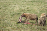 Hyaenas eat wildebeest carcass