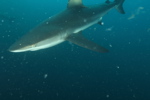 Silky Shark