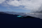 Humpback Calf