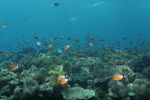 Massive Schools of Fish