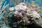 Scorpionfish