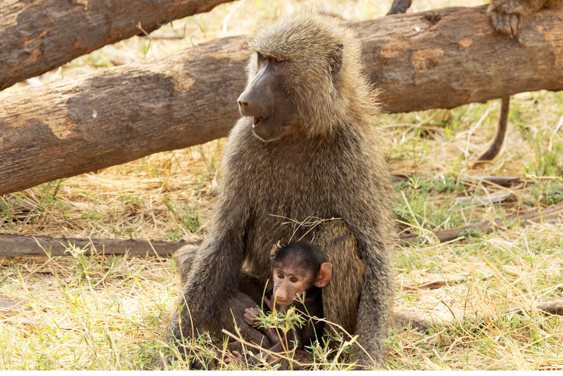 Baboon with Baby (Sep 24, 2025)