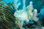 Frog Fish
