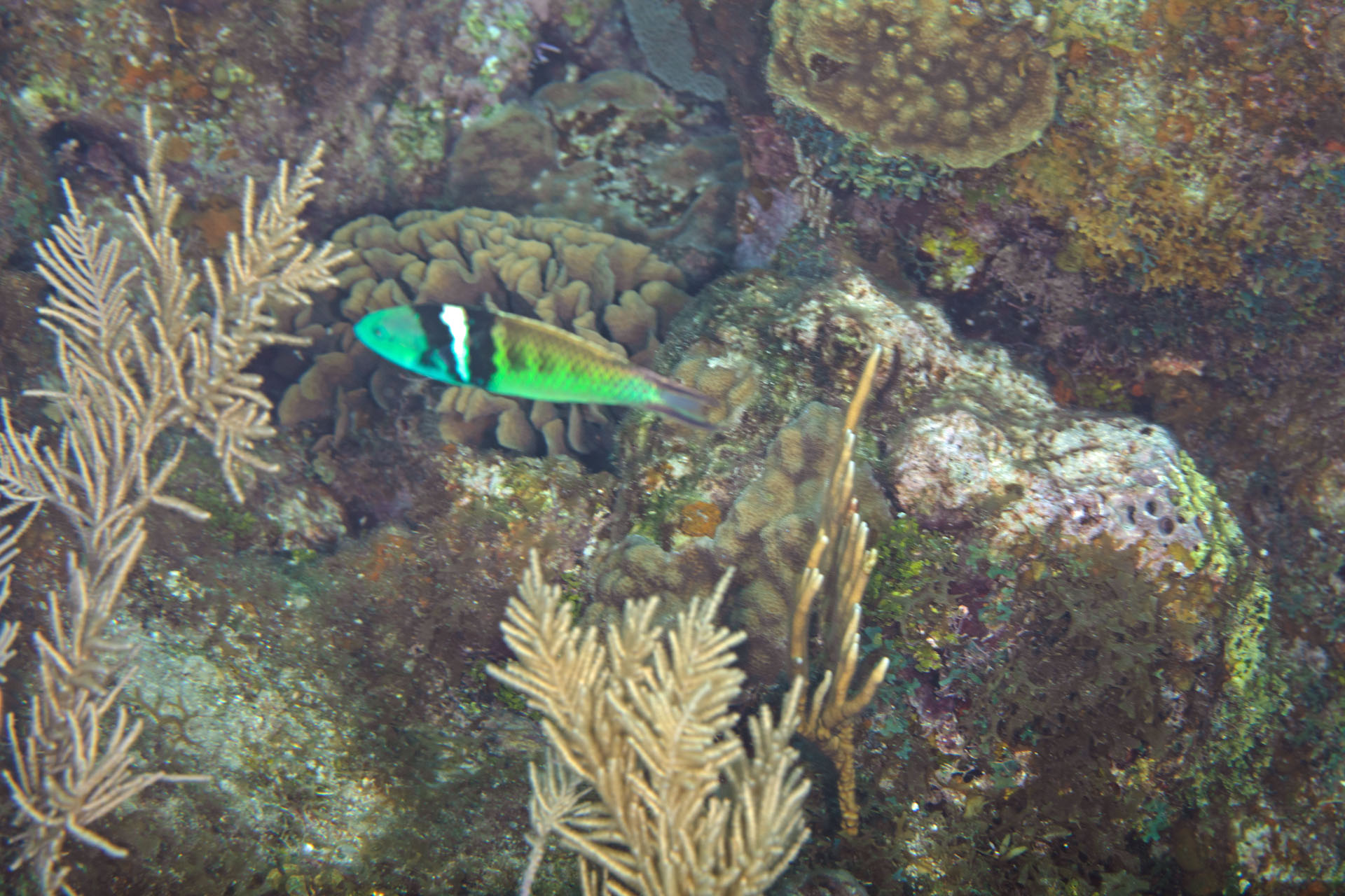 Bluehead Wrasse (Jul 1, 2022)