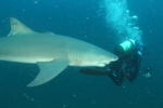 Lemon Shark