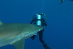 Silky Shark