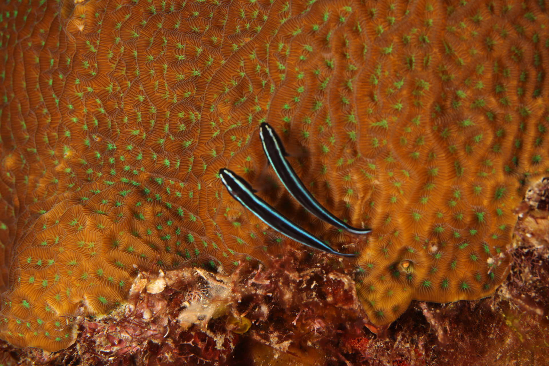 Caribbean Neon Goby (Jul 1, 2022)