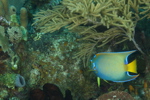Queen Angelfish