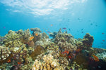 Fish on healthy coral reef