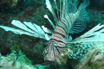 Lion Fish