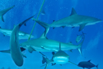 Shark Feeding