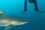 Silky Shark