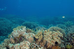 Apo Island Coral