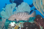 Tiger Grouper