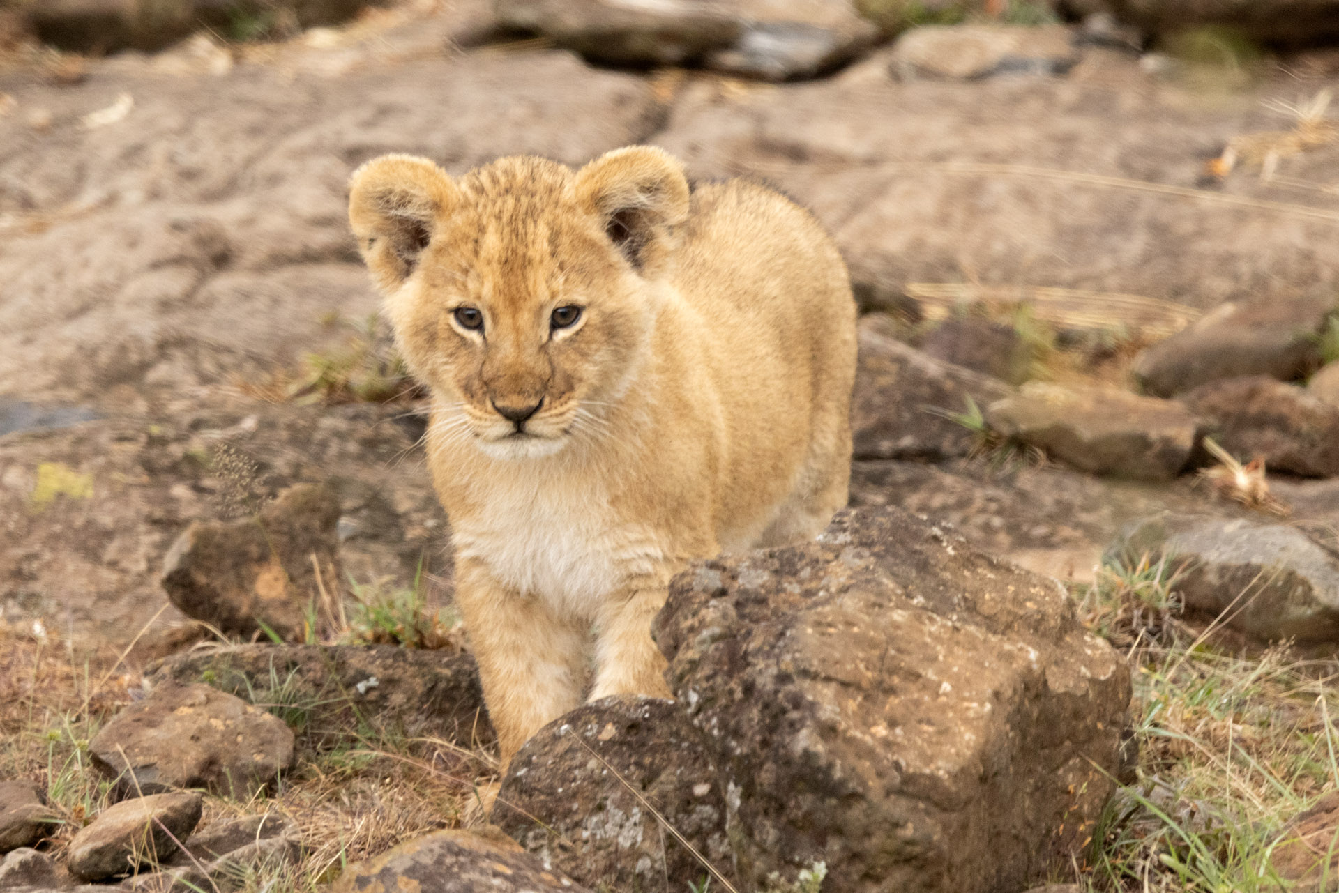 Young Lion Cub (Sep 28, 2025)