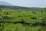 Rice Fields