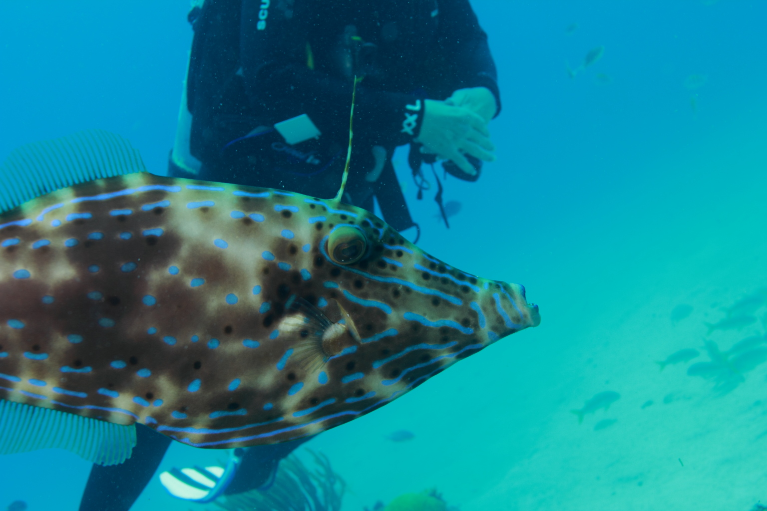 Triggerfish (Apr 12, 2015)