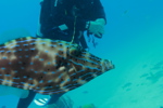Triggerfish