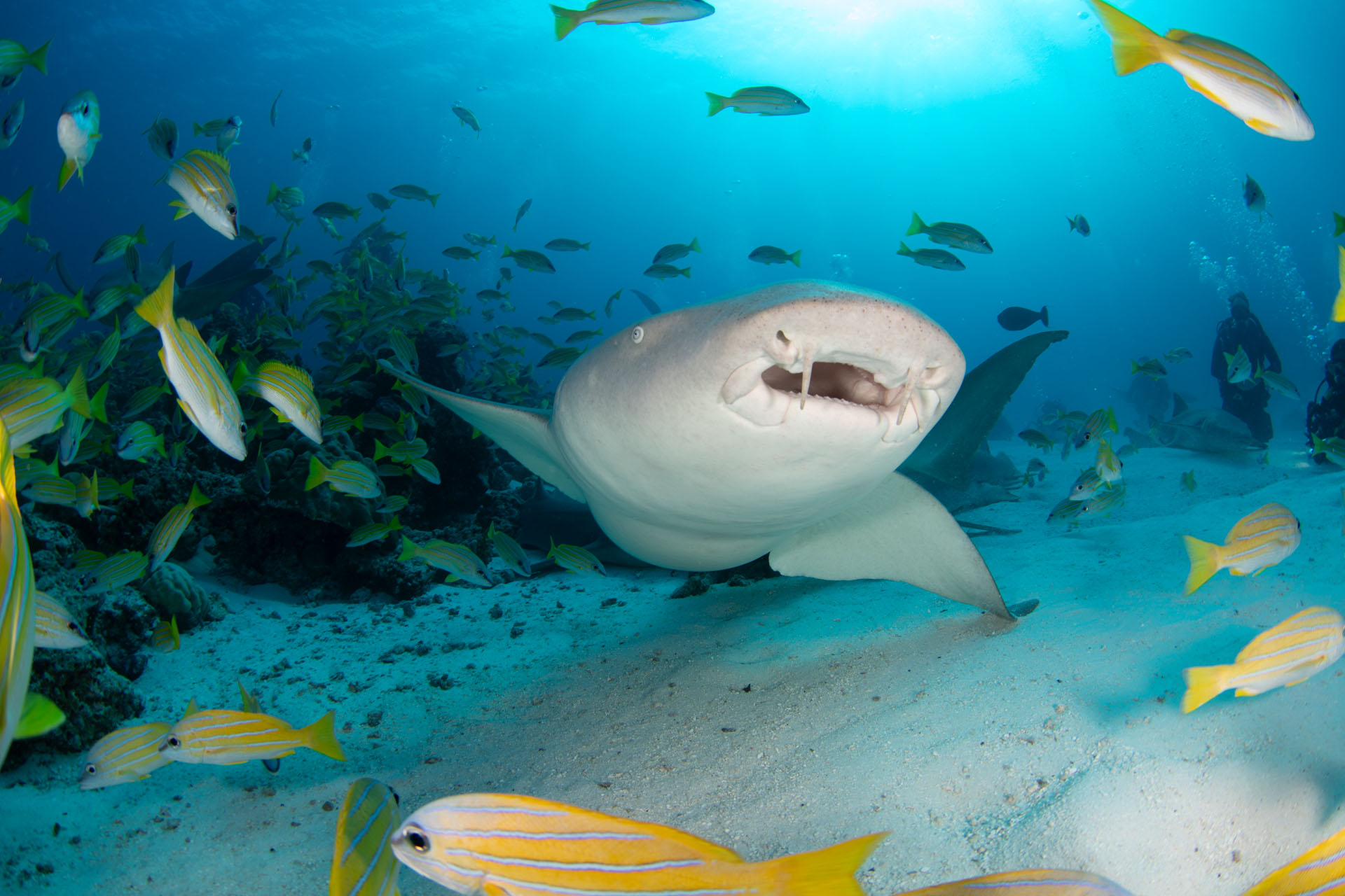 Nurse Shark (2) (Apr 10, 2021)