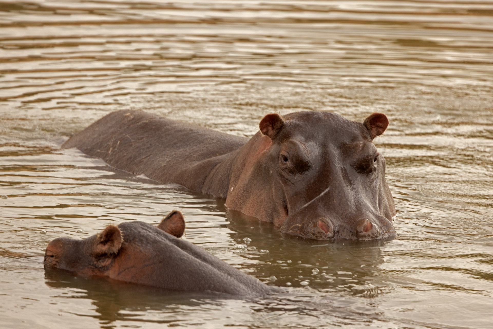 Hippopotamus Spying (Sep 30, 2025)
