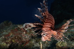 Lion Fish