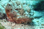 Scorpionfish