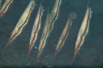 Razor Fish
