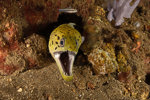 Fimbriated Moray