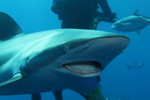 Silky Shark