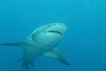Lemon Shark