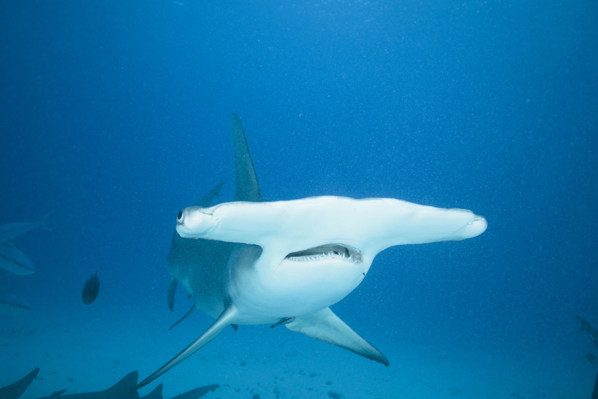 One of the smaller hammerheads (Jan 10, 2024)