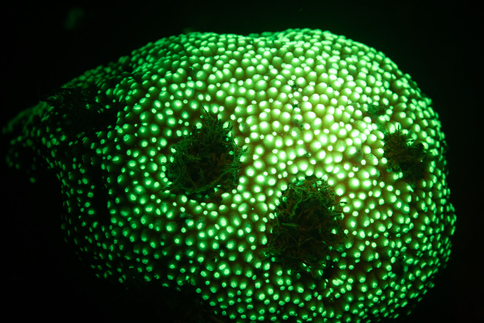 Bioflourescent Photo of Coral (Apr 30, 2024)