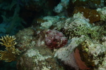 Scorpionfish