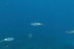 A school of squid